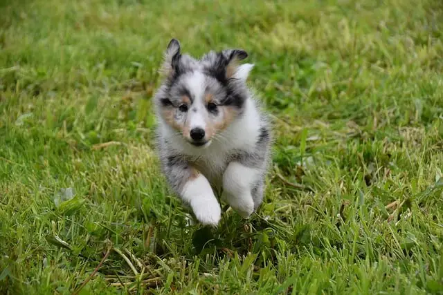 puppy-shetland-sheepdog puppy
