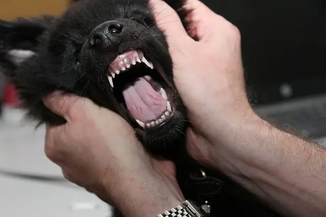 puppy showing teeth