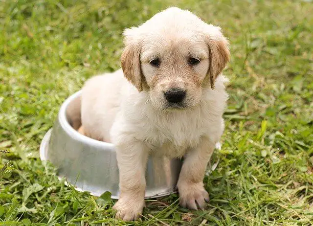 puppy sitting in a bowl