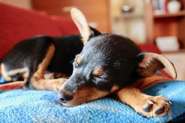 puppy sleeping