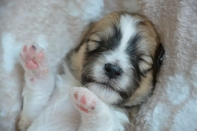 puppy sleeping