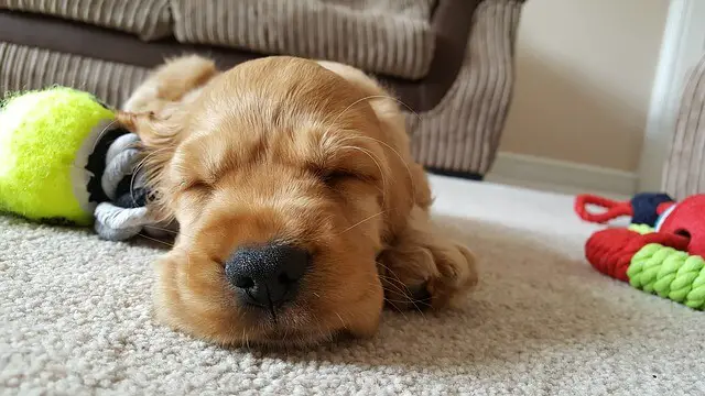 puppy sleeping