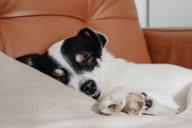 cachorro durmiendo