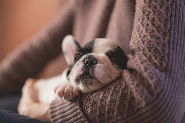 cachorro durmiendo en brazos