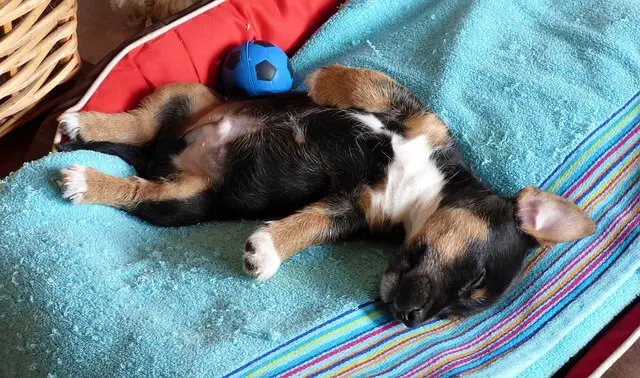 puppy sleeping on back