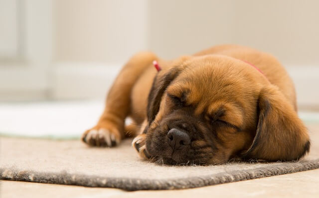 puppy sleeping on carpet