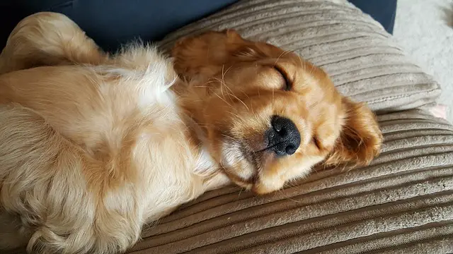 puppy sleeping on couch