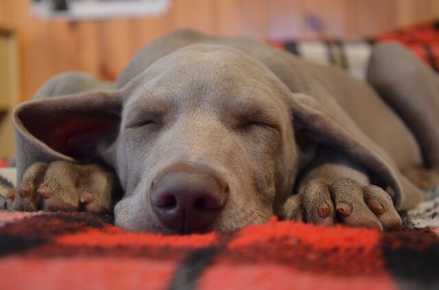 cachorro durmiendo