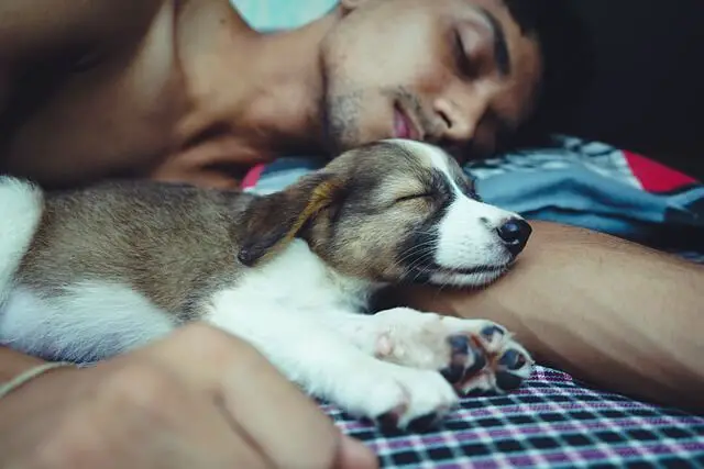 puppy sleeping with owner