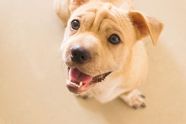 cachorro sonriendo