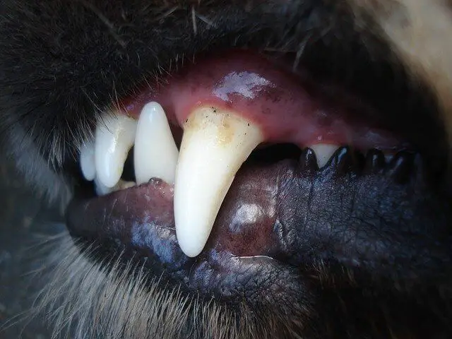 puppy teeth