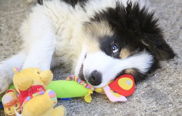 puppy with toys