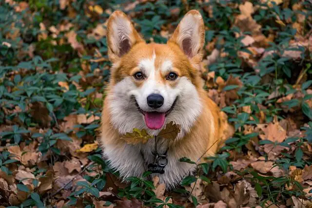 purebred corgi