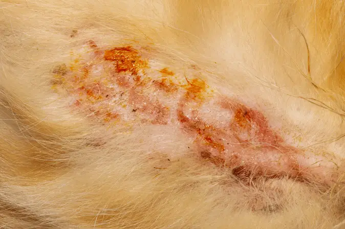 Pyoderma in Dogs