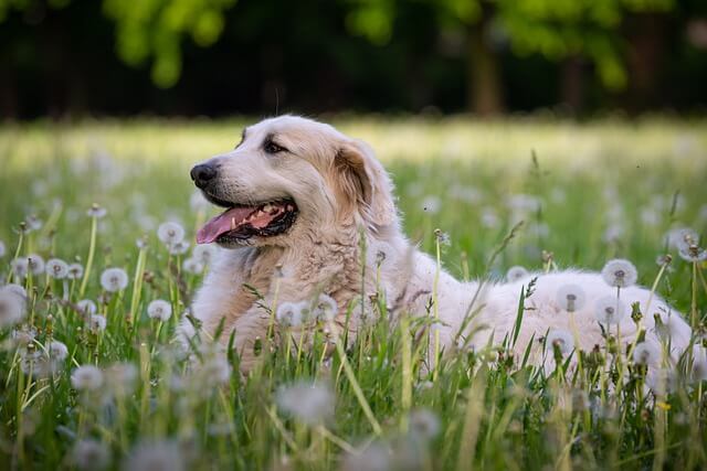 pyrenean mountain dog