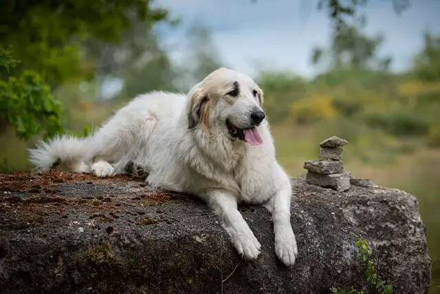 pyrenean mountain dog