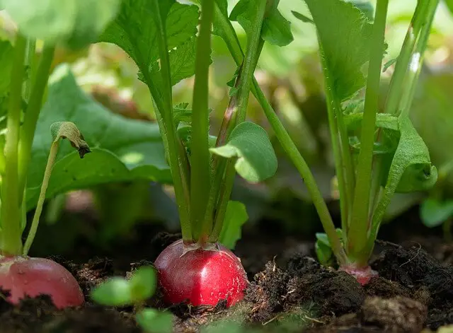 radishes in ground