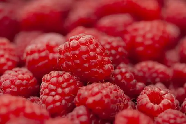 raspberry closeup