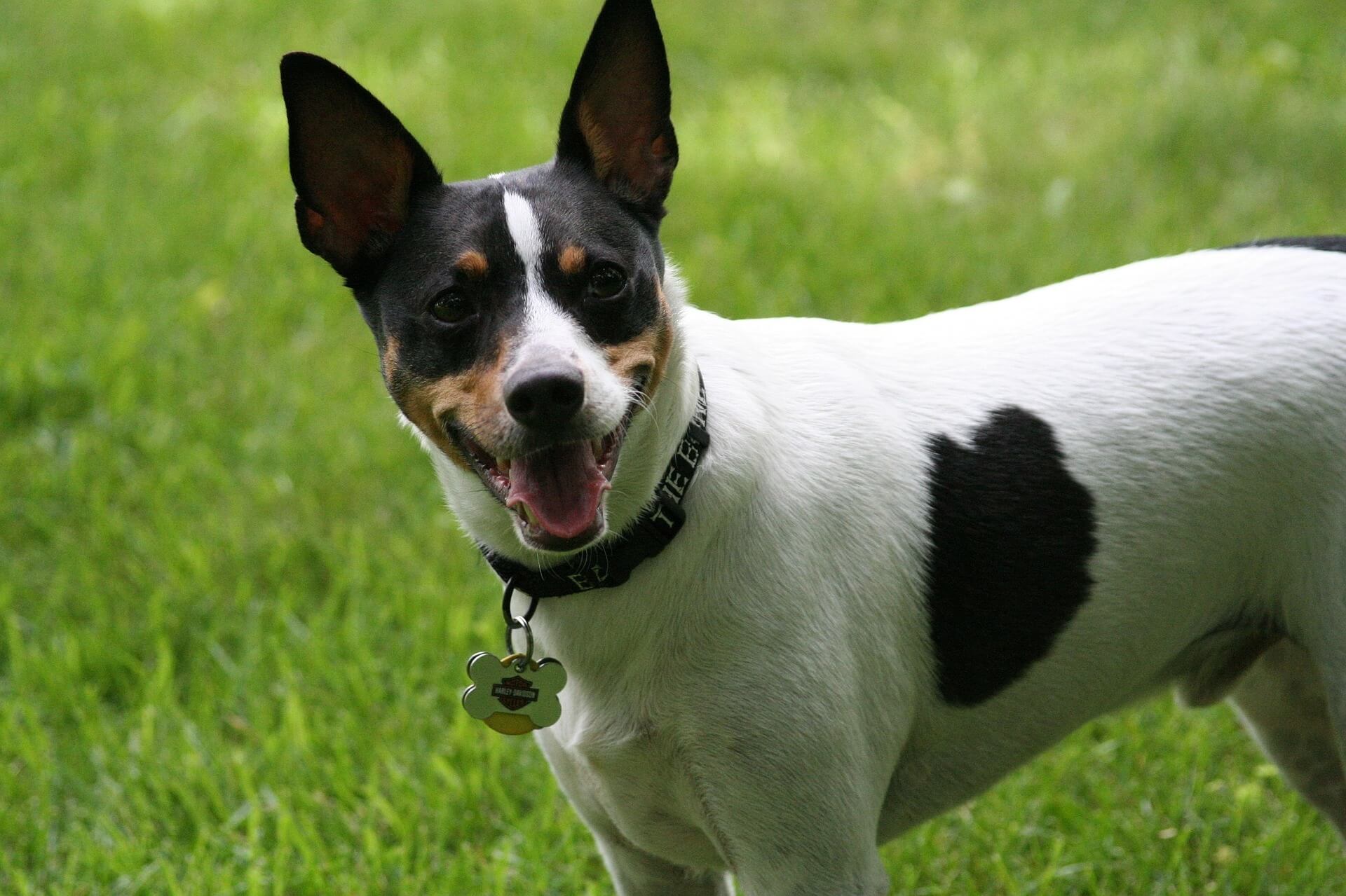 rat terrier