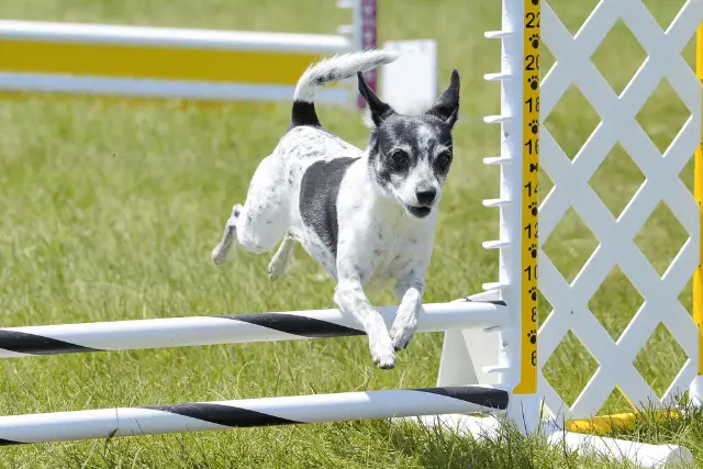 Rat Terrier jumping