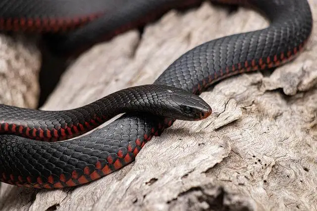 red-bellied-black-snake