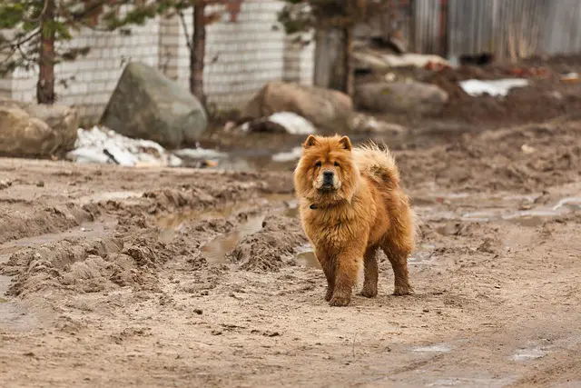 crveni chow chow