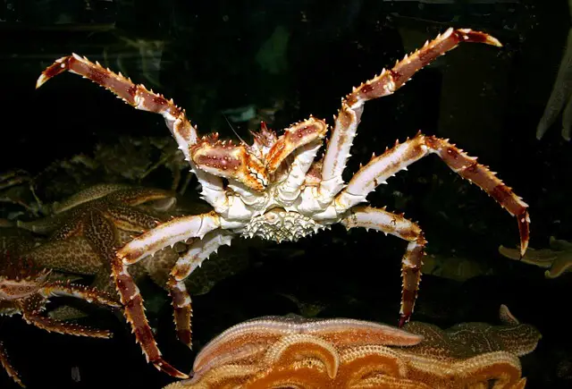 red kind crab