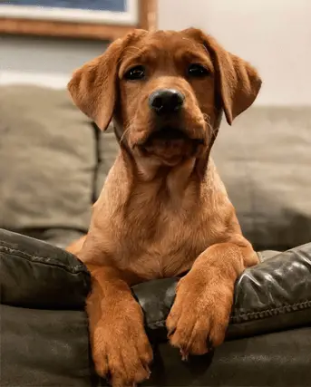 red lab puppy on couch