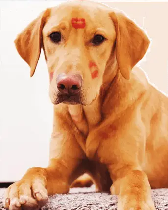 red lab with lipstick
