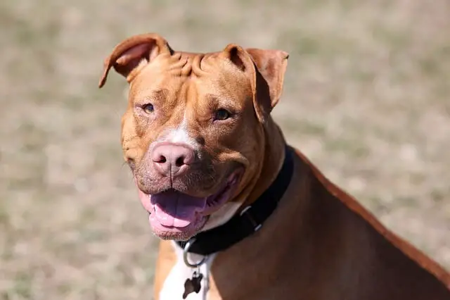 red-nosed-pit-bull