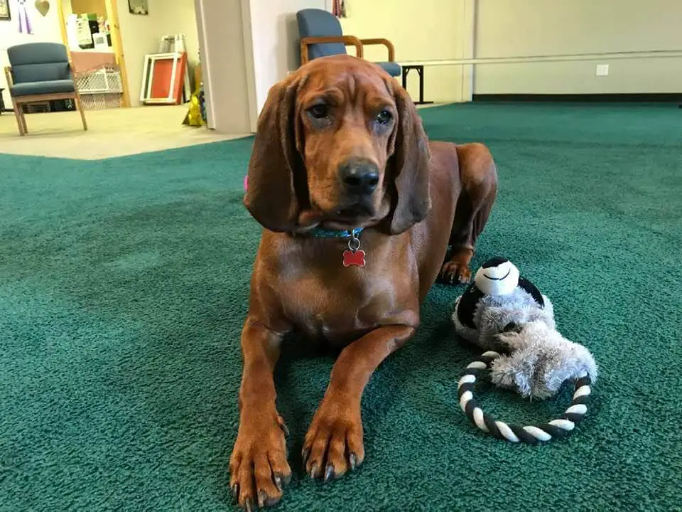 redbone coonhound