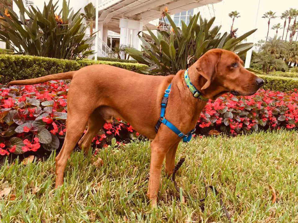 redbone coonhound