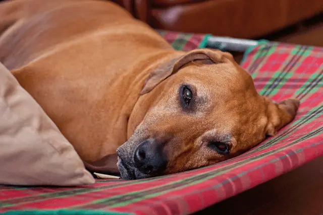 Redbone Coonhound