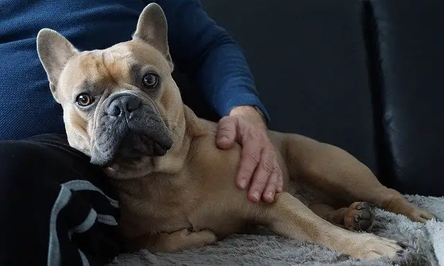 rescue french bulldog