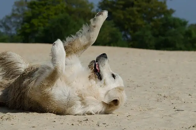 retriever on a beach