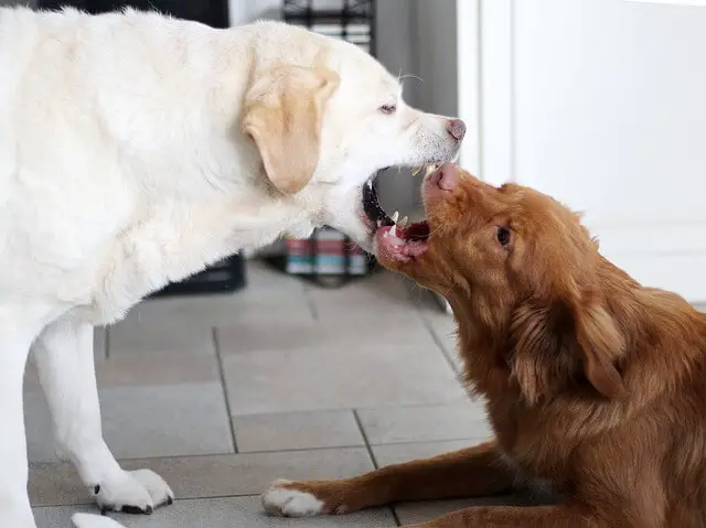 retrievers playing