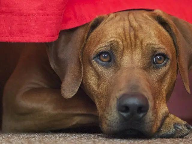 rhodesian-ridgeback