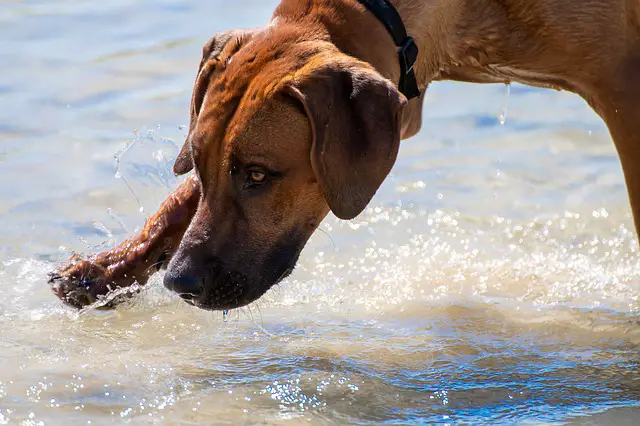 rhodesian ridgeback in water