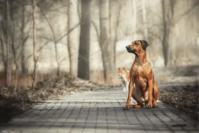 Rhodesian Ridgeback