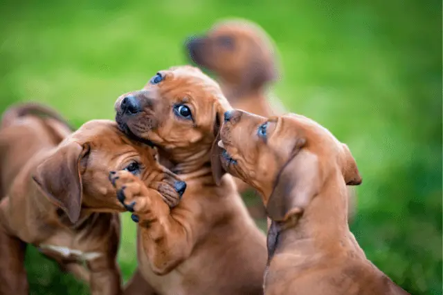 Rhodesian Ridgeback puppies