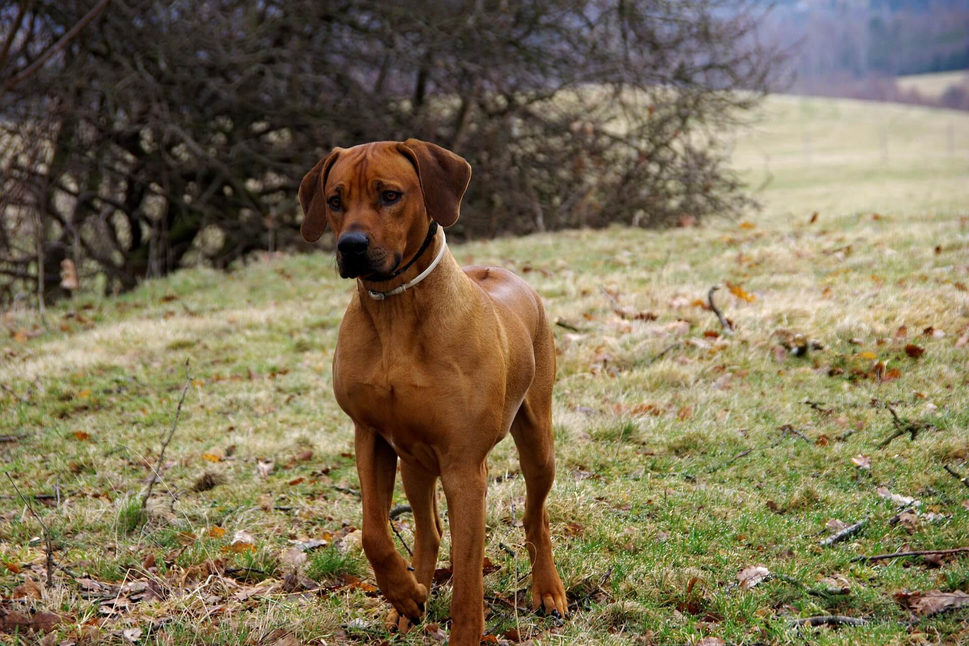 chiot rhodesian ridgeback