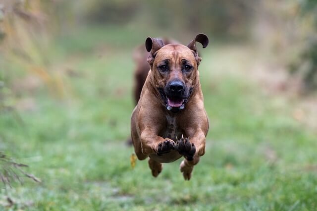 rhodesian-ridgeback running