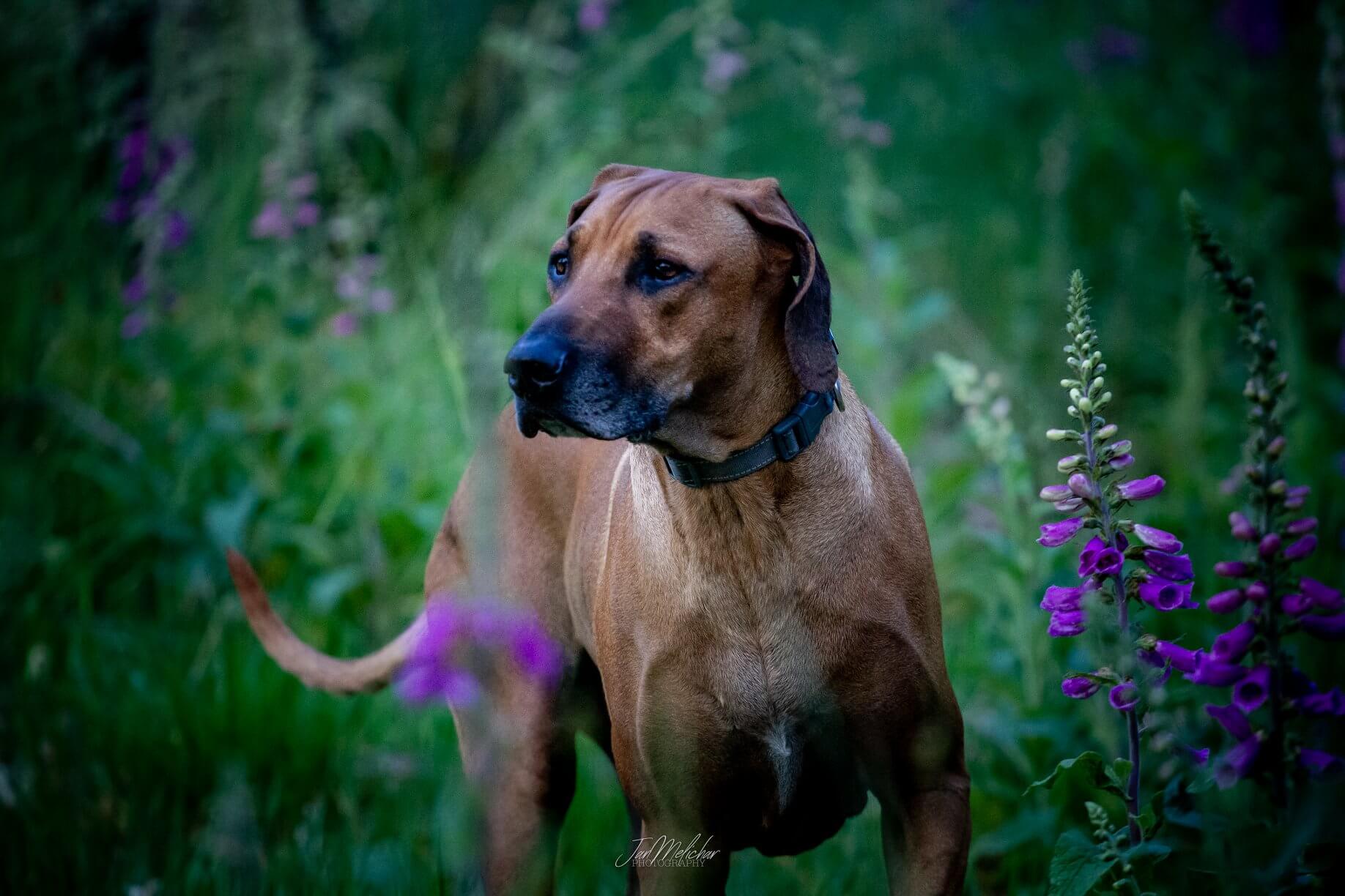 ridgeback in nature