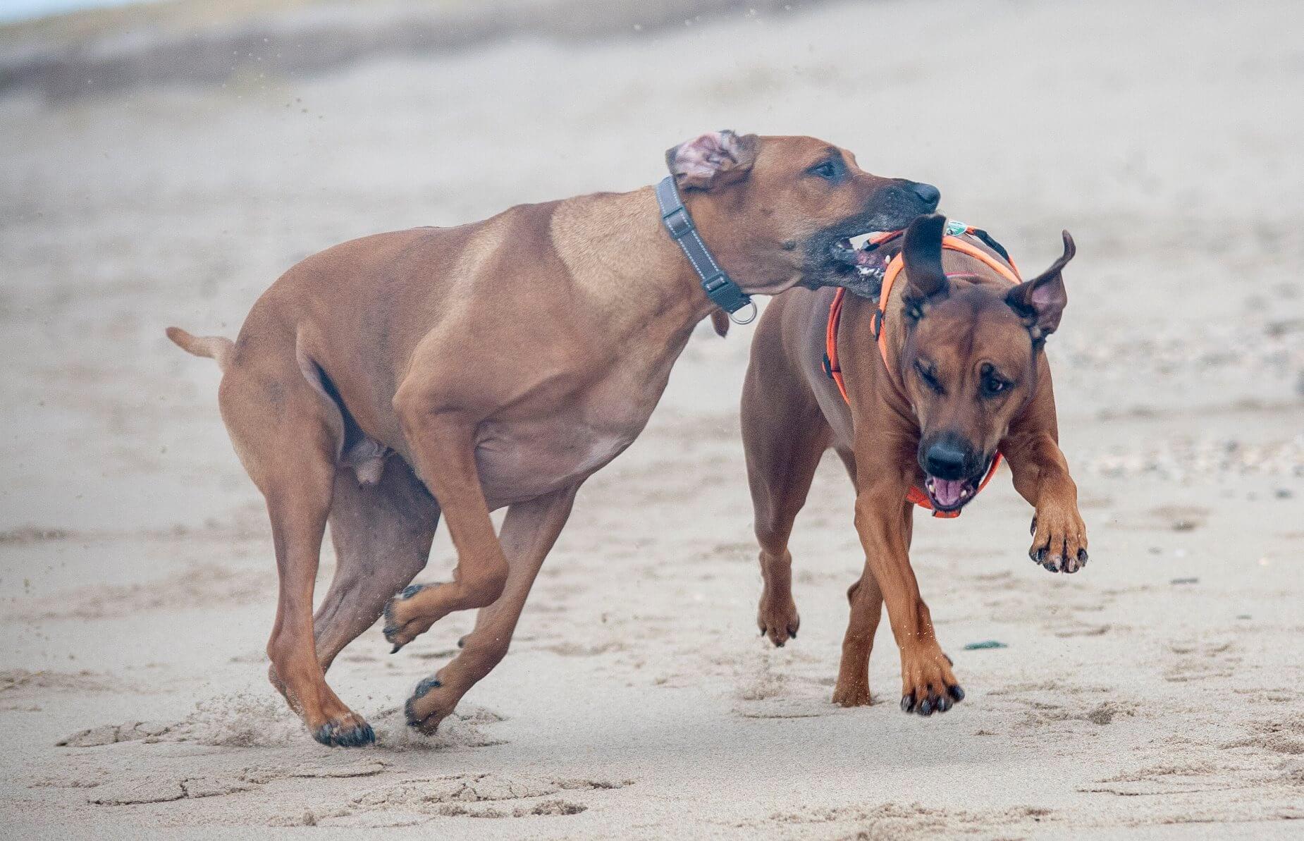 ridgebacks playing