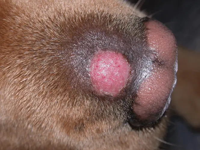 Ringworms in Dogs