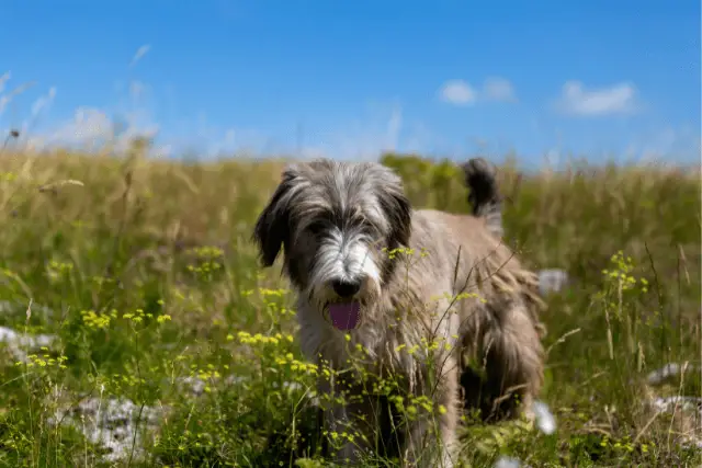 Romanian Mioritic Shepherd Dog