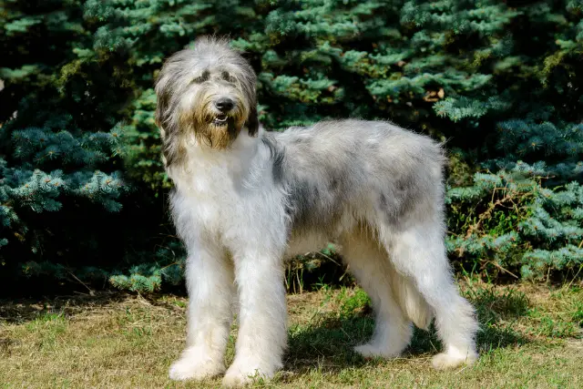 Romanian Mioritic Shepherd Dog