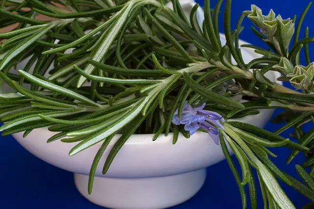 rosemary closeup