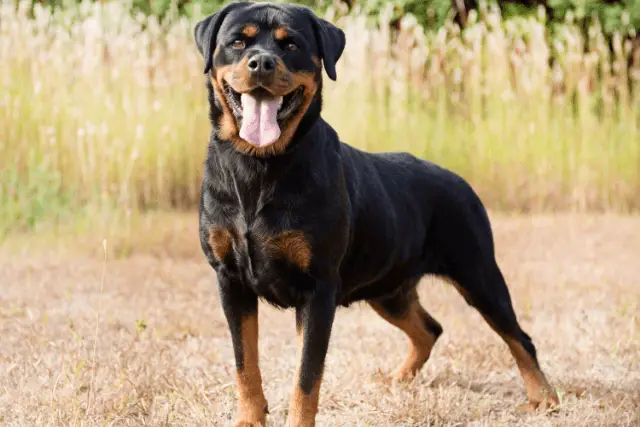 Rottweiler