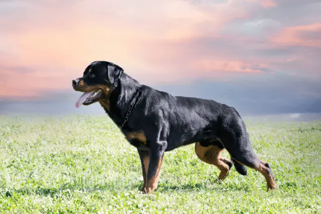 Rottweiler